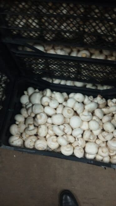 şam ağac: Salam hərvaxtınız xeyir, "CHAMPION GROUP" olaraq sizlərin qarşısına — 13