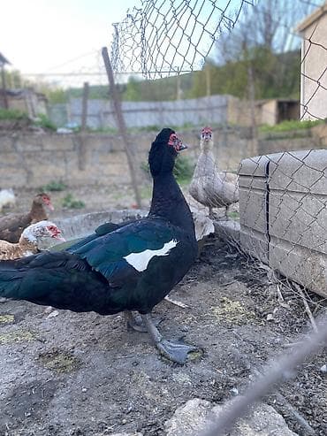col heyvanları haqqında məlumat: Təmiz qan zümrüd erkək 1 illikdi aktiv heyvandı — 6
