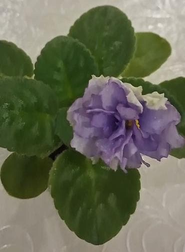 Букетные цветы: Детка фиалки АВ-Пена Морская — 3