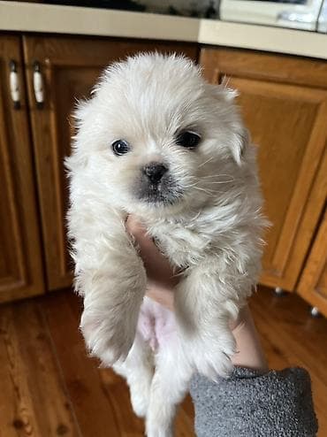 Грызуны: Пекинес, 1 месяц, Самка — 1