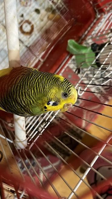 Daşıma çantaları: Dalmatin papuqayları (3 ədəd) və qəfəs dəsti iki dişi bir erkek — 2