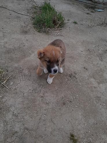 ən iri it cinsi: Kanqal, Peyvəndli — 6