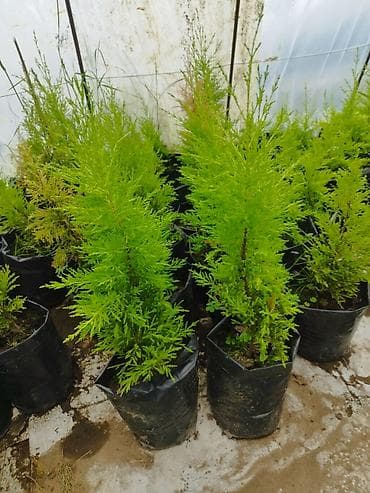 gül dekor: Razılaşma yolu iləDekorativ qapalı/bağ bitkiləri – saksıda gənc — 4