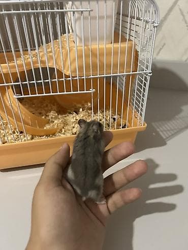 Heyvanlar üçün mallar: Cırtdan hamster və qəfəs dəsti Üsdündə çimək üçün qum və hamıstır — 2