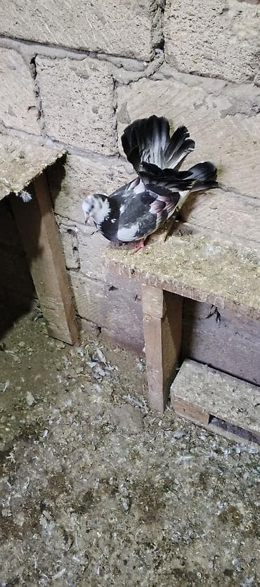 qızıl quş: Salam saglamdilar iki pavlindi qiymet ikisine aitdi biri mayadi — 4