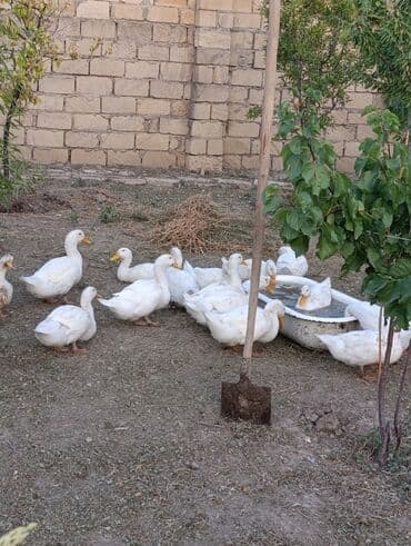 Kuban ördəkləri say 450 ədəddir. Əlaqə üçün vatsapa yazın. Təmiz əti lalafo.az -da Kuban ördəkləri say 450 ədəddir. Əlaqə üçün vatsapa yazın. Təmiz əti