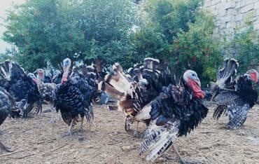 Erkək, Ətlik, Ünvandan götürmə