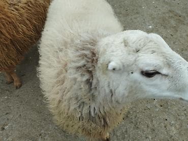 Птицы: Самец, лет: 2, Для разведения — 5