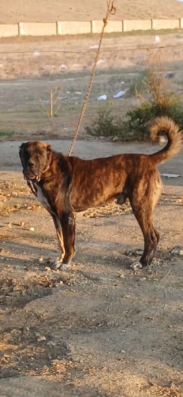 it davası 2020: Qurdbasar, 1 il, Dişi, Peyvəndli, Ödənişli çatdırılma — 15