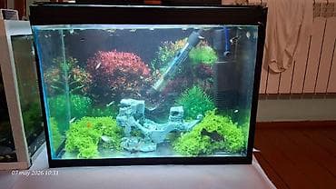 Şirin su akvarium komplekti 24 lt akvaryum içinde her şey dekor süni