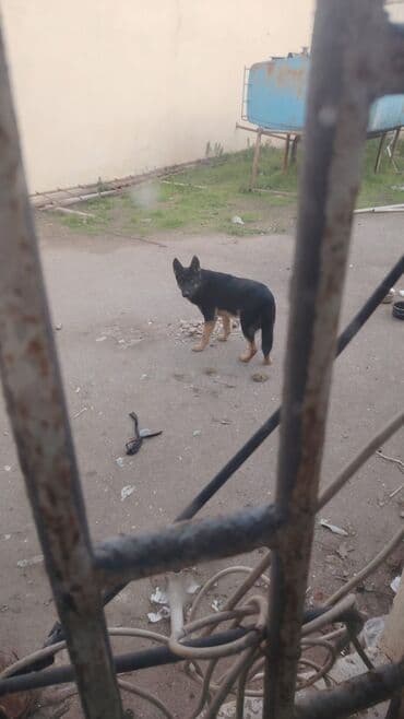 alabay: Alabay, 9 ay, Erkek, Peyvəndli, Ünvandan götürmə — 2