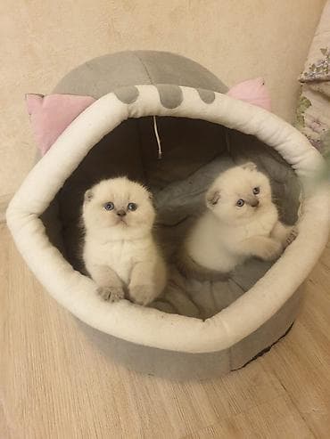 mingəcevir pişik: Şotland yastı qulaq — 1