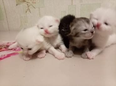 Pişiklər: Sevimli pişik balaları - Bir neçə yeni doğulmuş pişik balası — 3