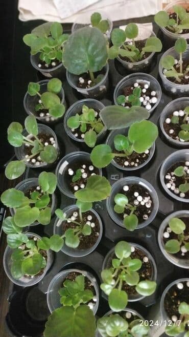 bənövşə gülü şəkilləri: Otaq bitkiləri — 2