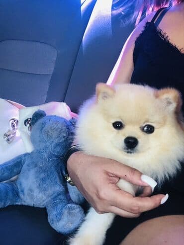 cütleşdirilir: Шпиц, 2 года, Самец, Для вязки, Бесплатная доставка, Доставка в районы — 7