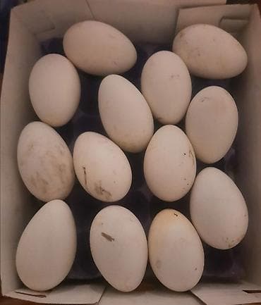 Məhsul: qaz yumurtası mayalidir öz həyətimizindir Bakıya göndərmək
