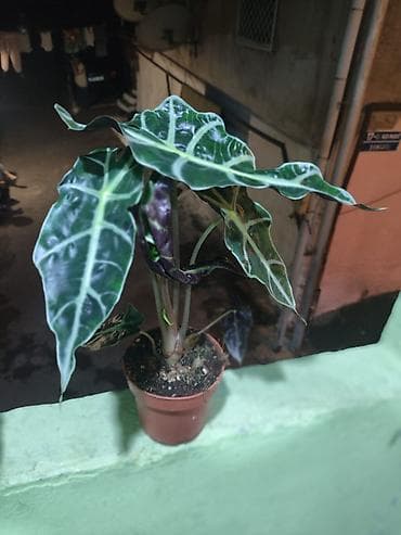 gubre: Alokaziya ‘Polly’ (Alocasia amazonica/Polly) – otaq bitkisi - — 3