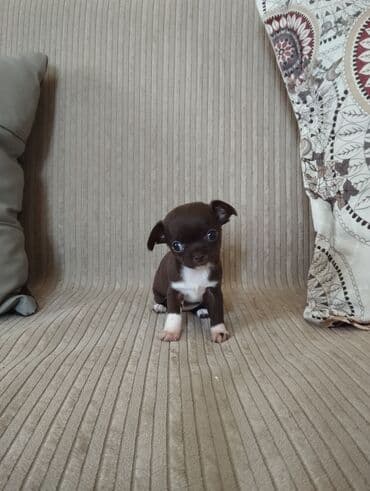 чихуахуа цена в баку: Чихуахуа, 2 месяца, С родословной, Самовывоз — 5