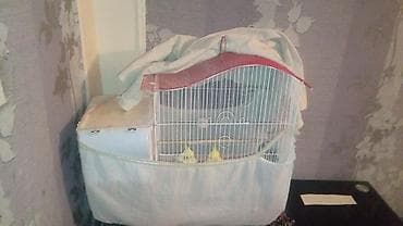 Heyvanlar üçün mallar: Nimfa (Cockatiel) papuqayları və qəfəs dəsti Məhsul təsviri: - — 4