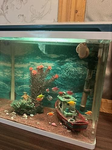 heyvanlar: Dördbucaq akvarium, Balıqlarla birlikdə, 40 l, Ünvandan götürmə, Pulsuz çatdırılma — 1