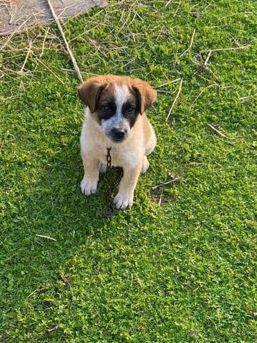 basenc itləri: Alabay, 1 ay, Erkek, Cütləşmə üçün, Ünvandan götürmə — 2