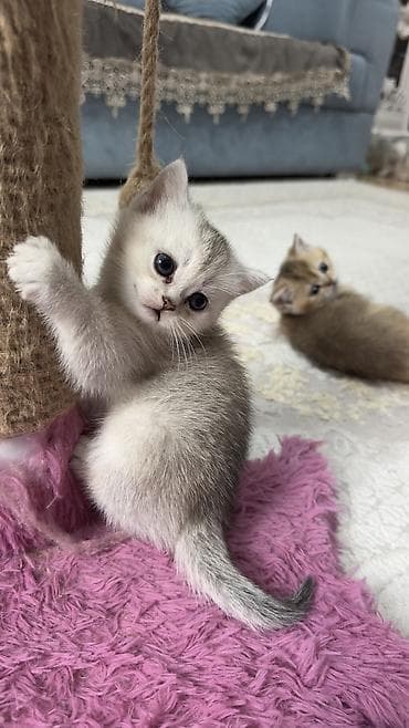 şotland pisiy: Britan, Dişi, Cütləşmə üçün, Pulsuz çatdırılma — 9