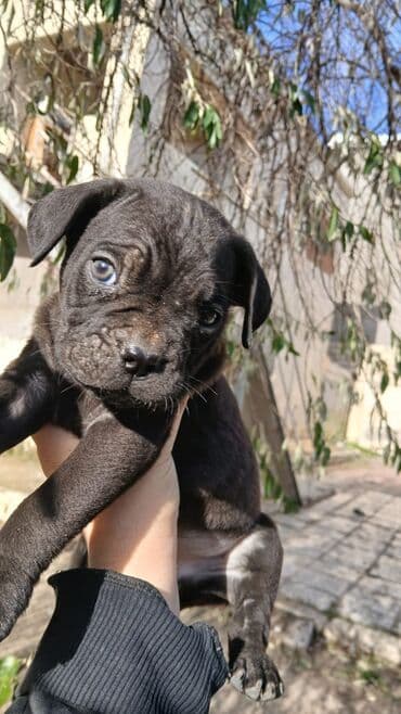 böyük it: Məhsul: Saf qanlı it balaları (şokolad rəngli və qara) Təsvir: - — 6