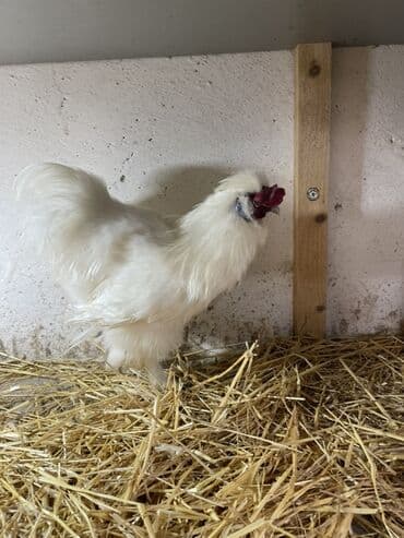 3 toyuq 3 gune 3 yumurta: Toyuq, Damazlıq, Ünvandan götürmə — 3