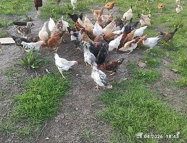 ordək balası və cucə: Toyuq, Ətlik — 7