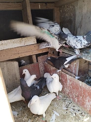 qızıl quş: Yuva ve 30 göyercin 200 unvan Mehdiabad fikri ciddi olanlar əlaqe — 5