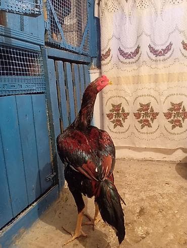 heratı xoruz: Wpda yaza bilersiz iyul becesidi — 2