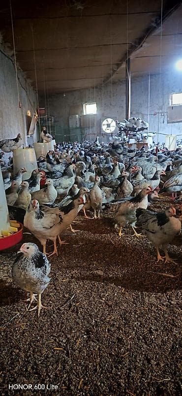 Kənd təsərrüfatı quşları: Toyuq, Adler, Yumurtalıq, Pulsuz çatdırılma — 2