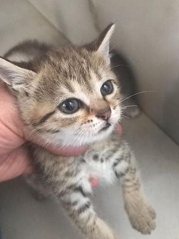 sirin pisik sekilleri: Tabbi, Yaxşı əllərə — 5