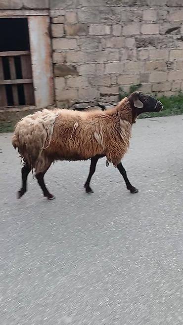 tap az qoyun quzu satisi: Salam. 16 ana bala 3 subay. kom sekilde satilir. etrafli z vuru — 3