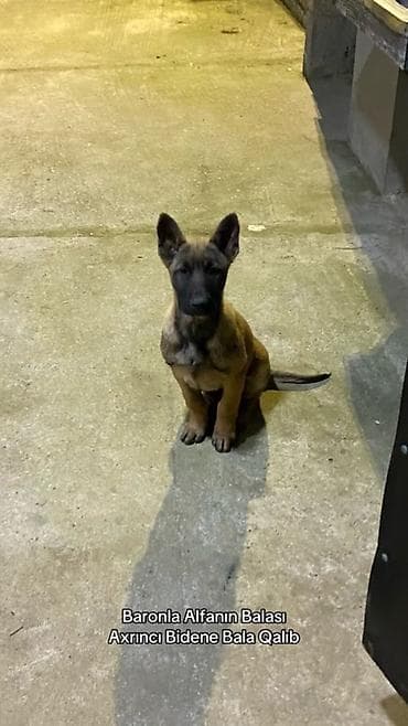 Belçika çoban iti, 4 ay, Erkek, Peyvəndli, Ödənişli çatdırılma