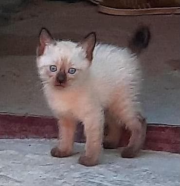 it pişik: Siam, Yaxşı əllərə — 2