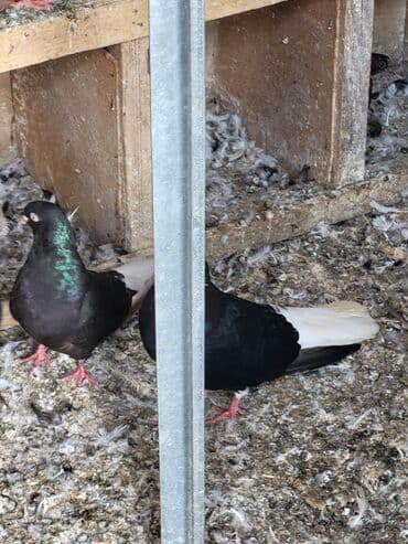 британская кошка цена в баку: Ağ quyruqlar 11 ədəddir 4 ü qırmızı 7 si qaradır cutdə satılır cütü — 1