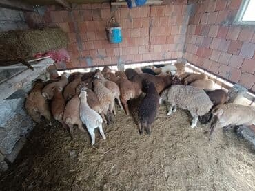 cins ineklerin qiymeti: Salam aleyküm ünvanımz binə atclk qiymet 200 den başdıyır 280 kimi — 11