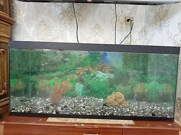filter akvarium: Böyük ölçülü şüşə akvarium Balıqla birgə satılır balıqlar 50 dən — 3