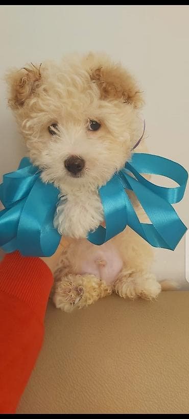 pudel itləri: Pudel — 6