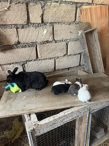 pulsuz heyvanlar verilir: İki ana dovşan balalarıyla birlikdə satılır balaların gözü yeni açılıb — 7