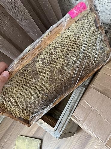 xalis bal: Təbii arı məhsulları – çərçivə balı və banka balı - Məhsul: Arı — 3