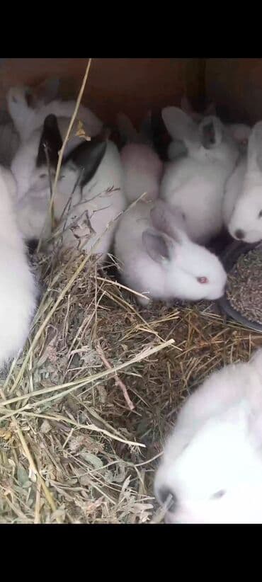 Toyuqlar: 1 erkək 1 yaş. 2 dişi 9 aylıq. 16 ədəd 1 aylıq bala. 1 erkək 1 dişi 3 — 2