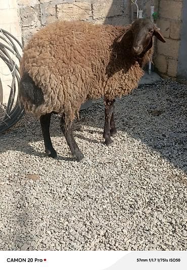 Digər heyvanlar: Salam super 11 aylıq həm damazlıq həmdə ətliy tooglu satılır.təcili — 3