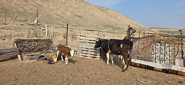 mal qoyun: Dişi, il: 5, Südlük, Ünvandan götürmə — 1