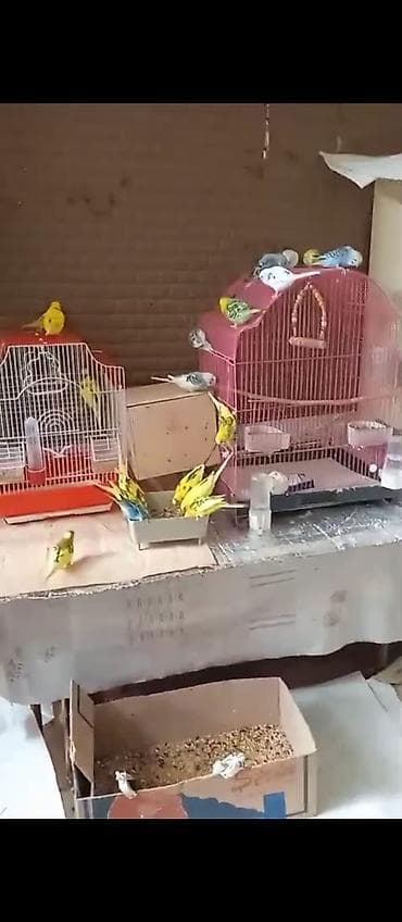 Geyimlər: Valnisti alti 4 balasi qiymet 70 Azn qefes qarisiq — 2