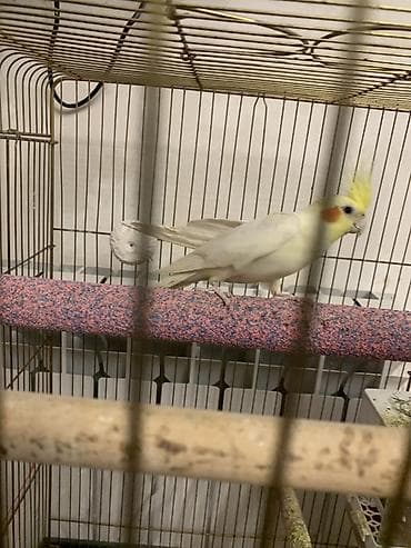 Heyvanlar üçün mallar: Korella lutilla. 7 ayliqdi.Iki Uç soz deyir. Erkeydi. Oynayan quwdur — 7