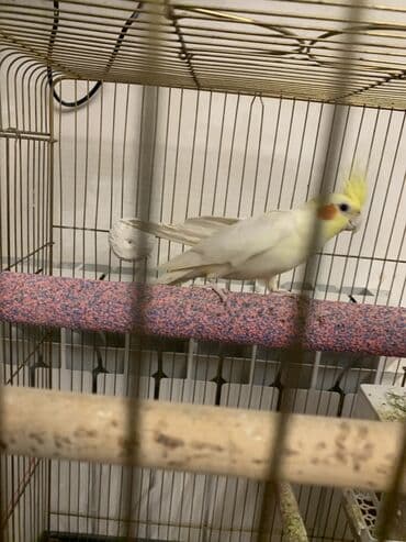 Quşlar: Korella erkek.
7 ayliqdi.Cox feal quwdur.Oynuyandir — 7