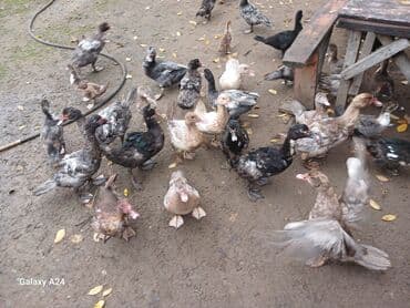 qoyun qiymətləri 2024: Musk ördəkləri (indo-ördək) – müxtəlif rənglərdə və yaş qruplarında — 3