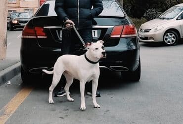 pitbul satışı: Питбуль, 2 месяца, Самка, Самовывоз — 2